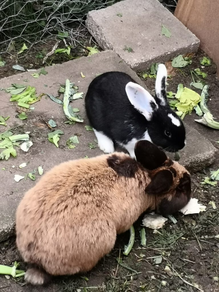 2 Kaninchen fressen Grünzeug